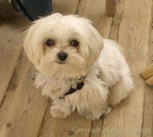 Maltese