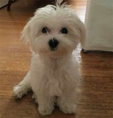 Maltese