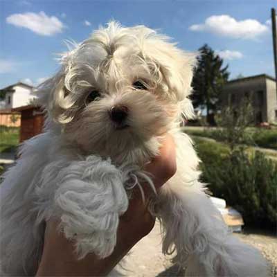 Il Maltese